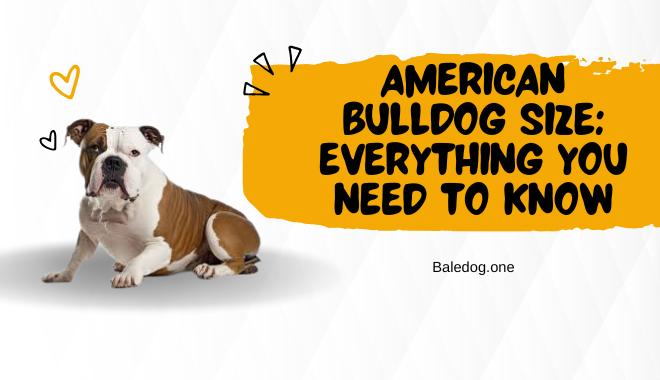 American Bulldog Size Everything You Need to Know