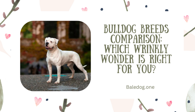 Bulldog Breeds Comparison Which Wrinkly Wonder Is Right for You
