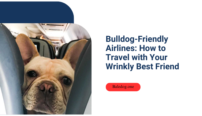Bulldog-Friendly Airlines How to Travel with Your Wrinkly Best Friend