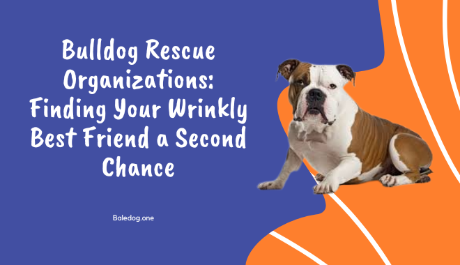 Bulldog Rescue Organizations Finding Your Wrinkly Best Friend a Second Chance