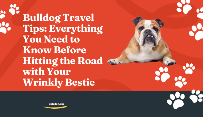Bulldog Travel Tips Everything You Need to Know Before Hitting the Road with Your Wrinkly Bestie