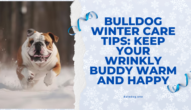 Bulldog Winter Care Tips Keep Your Wrinkly Buddy Warm and Happy
