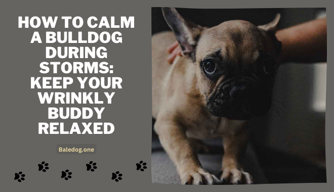 How to Calm a Bulldog During Storms: Keep Your Wrinkly Buddy Relaxed