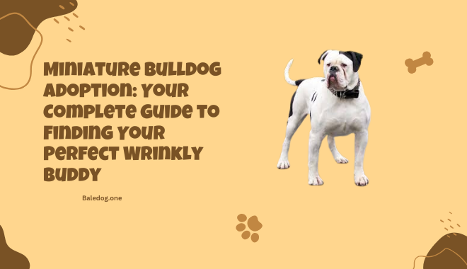 Miniature Bulldog Adoption Your Complete Guide to Finding Your Perfect Wrinkly Buddy