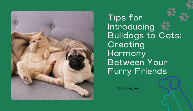 Tips for Introducing Bulldogs to Cats Creating Harmony Between Your Furry Friends